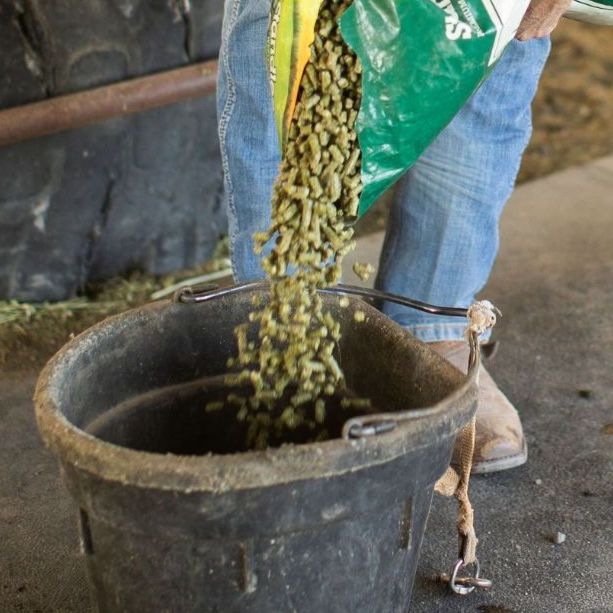 Pellet Alfalfa